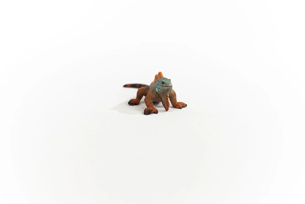 Leguaan - Image 2