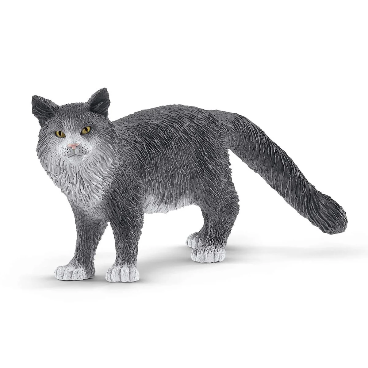 Maine Coon kat