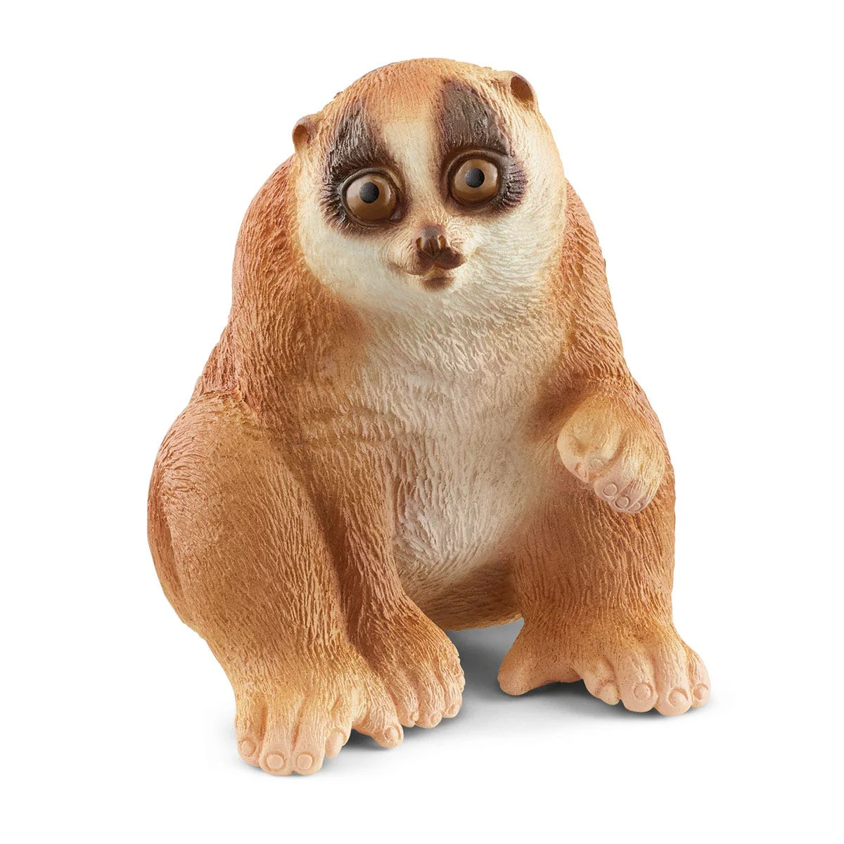 Plompe lori