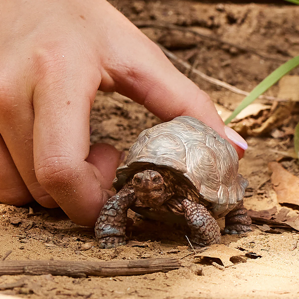 Reuzenschildpad - Image 2