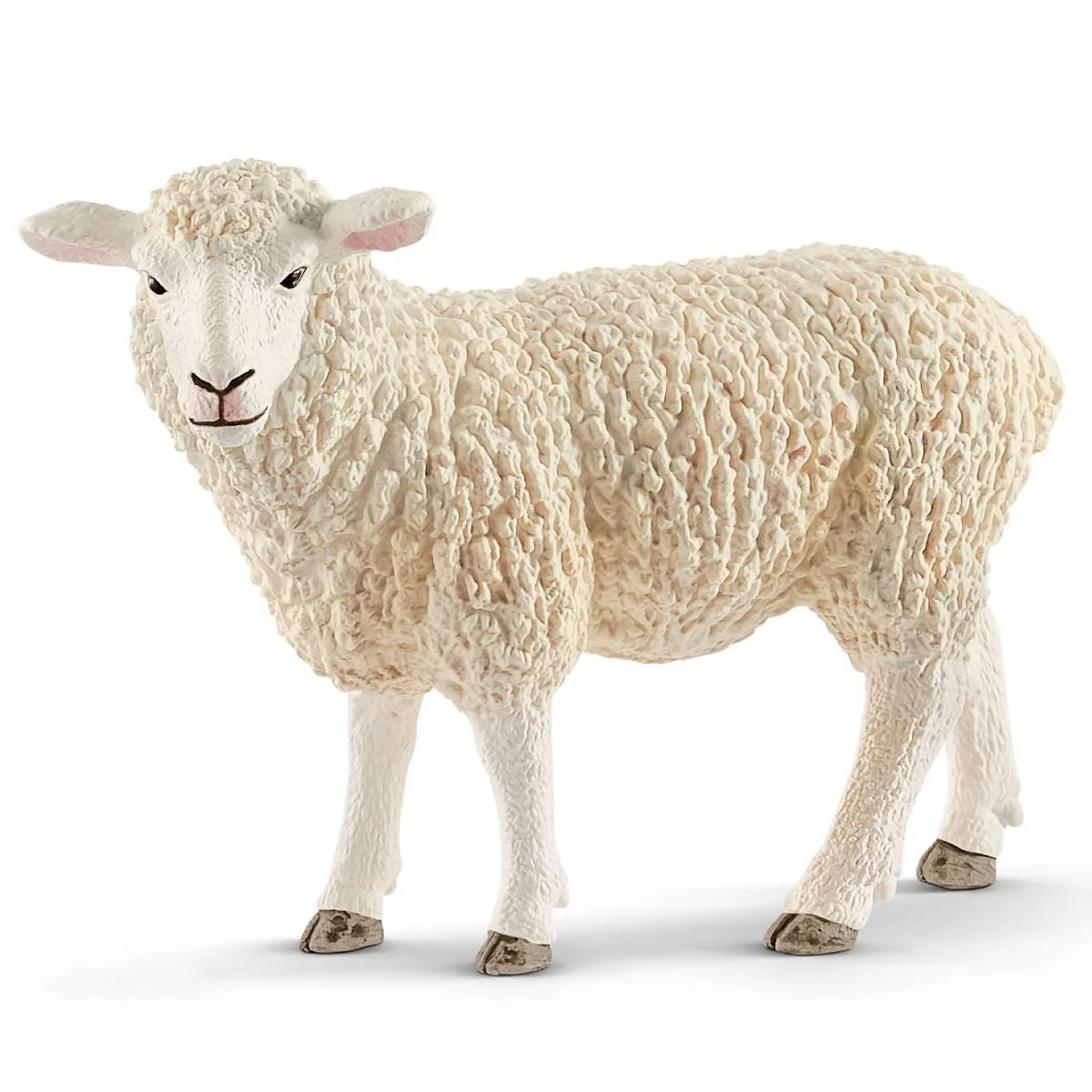 Schaap